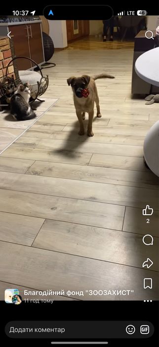 Ріді шукає дім, цуцик, собака