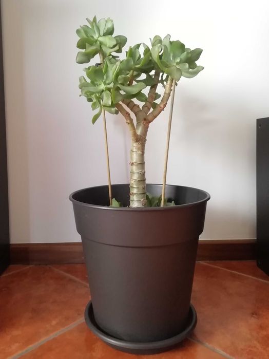 Planta de Jade - várias