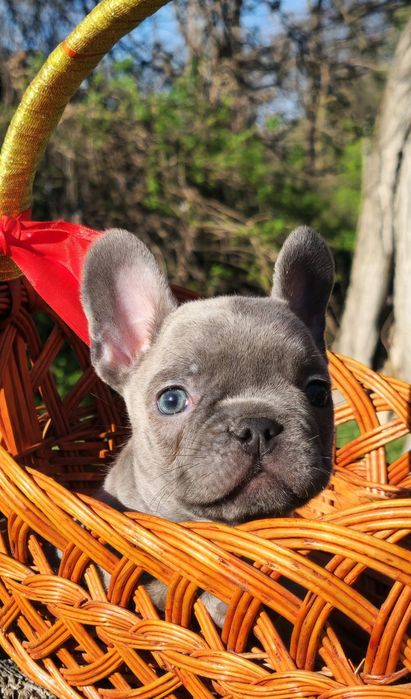 Мы в Одессе голубые щенки!