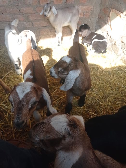 Продаються козенята