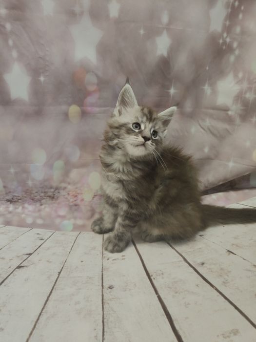 Kocurek Ptyś  Maine coon