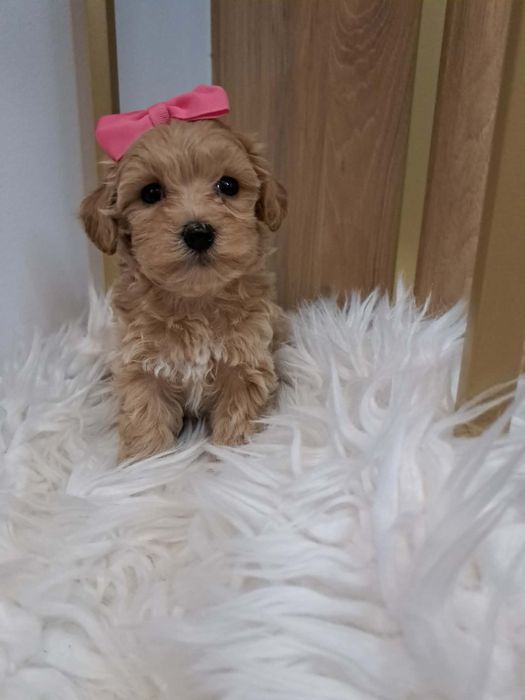 Śliczna sunia maltipoo