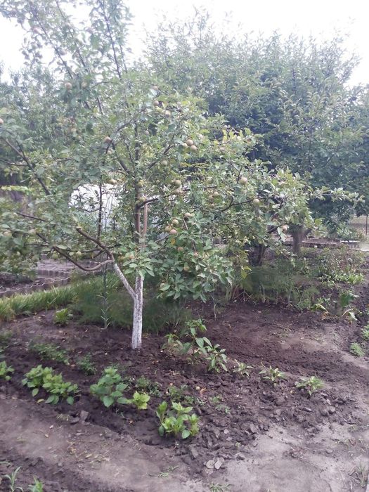 Дача Комунальник 10 соток