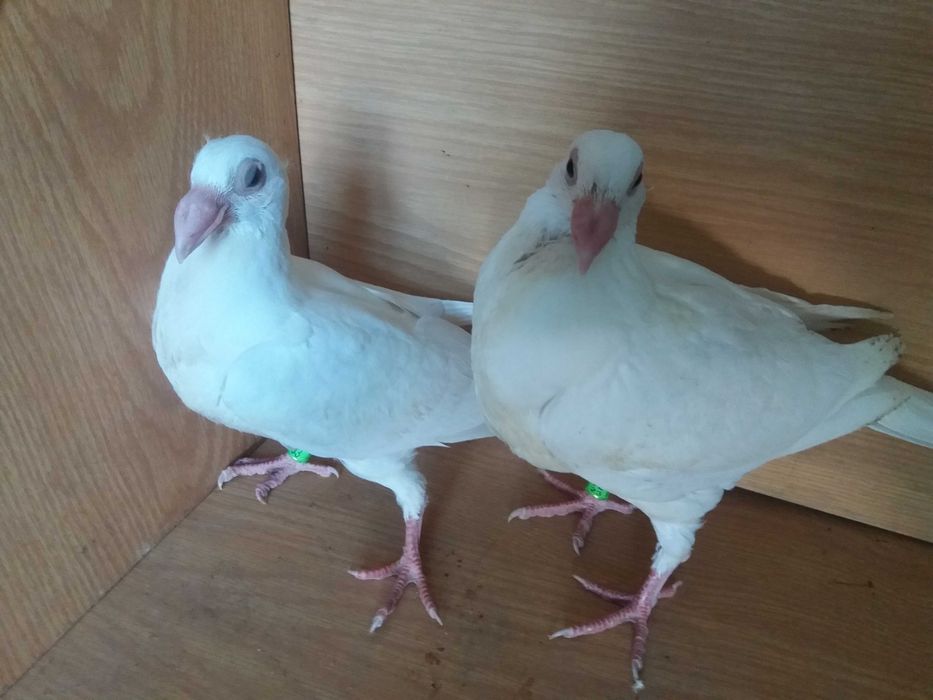 Staropolski  staropolskie  gołębie