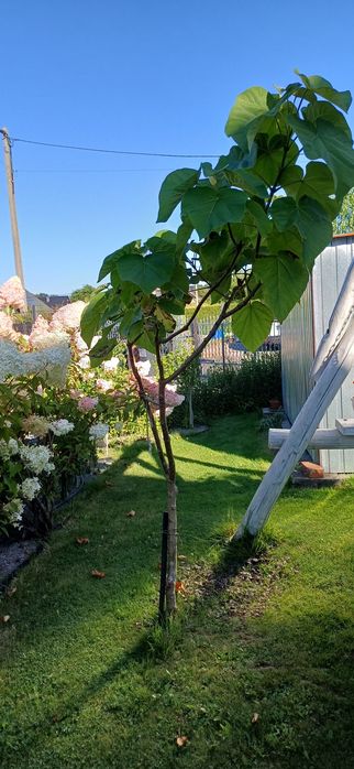 Drzewo tlenowe 3 letnie