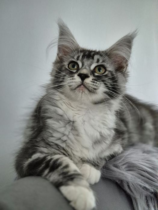 Piękna duża kotka Maine Coon do odbioru