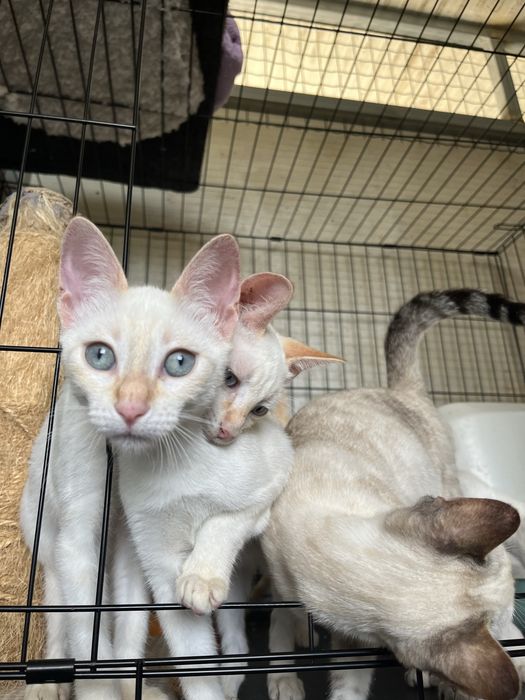 3 Gatinhos Branquinhos meiguinhos!