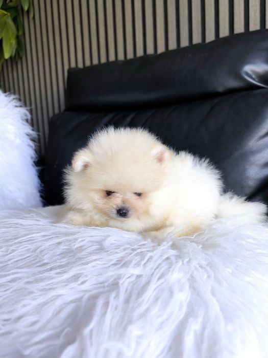 Spitz Anão/ Lulu da Pomerânia  Russo . Mini.. Lop e Afixo Pedigree.Lop