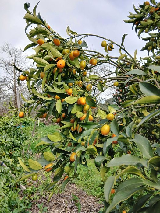 Fruta - kumquat biológico 15€/kg