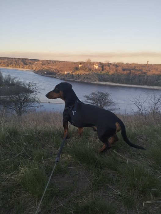 Такса, кобель такси шукає дівчинку, в'язка.