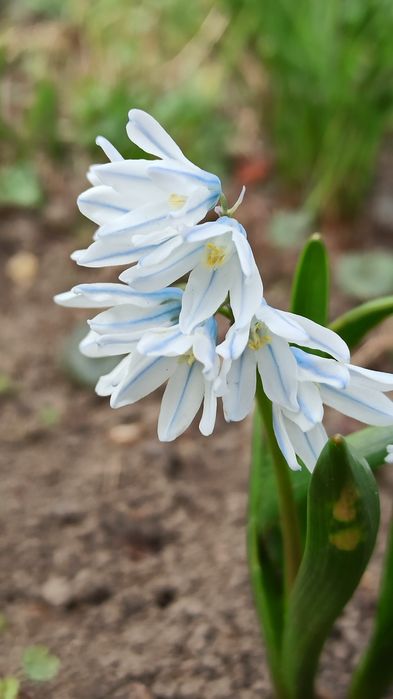 Перші        квіти пушкінія