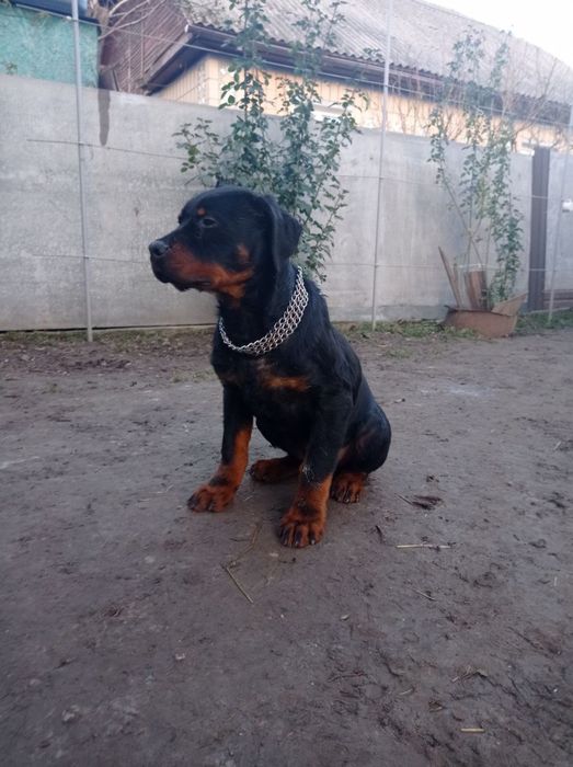 Ротвейлер собака