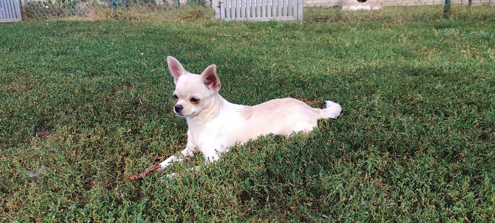 Chihuahua suczka prawdziwy rodowód ZKwP FCI OKAZJA !!! ADOPCJA!