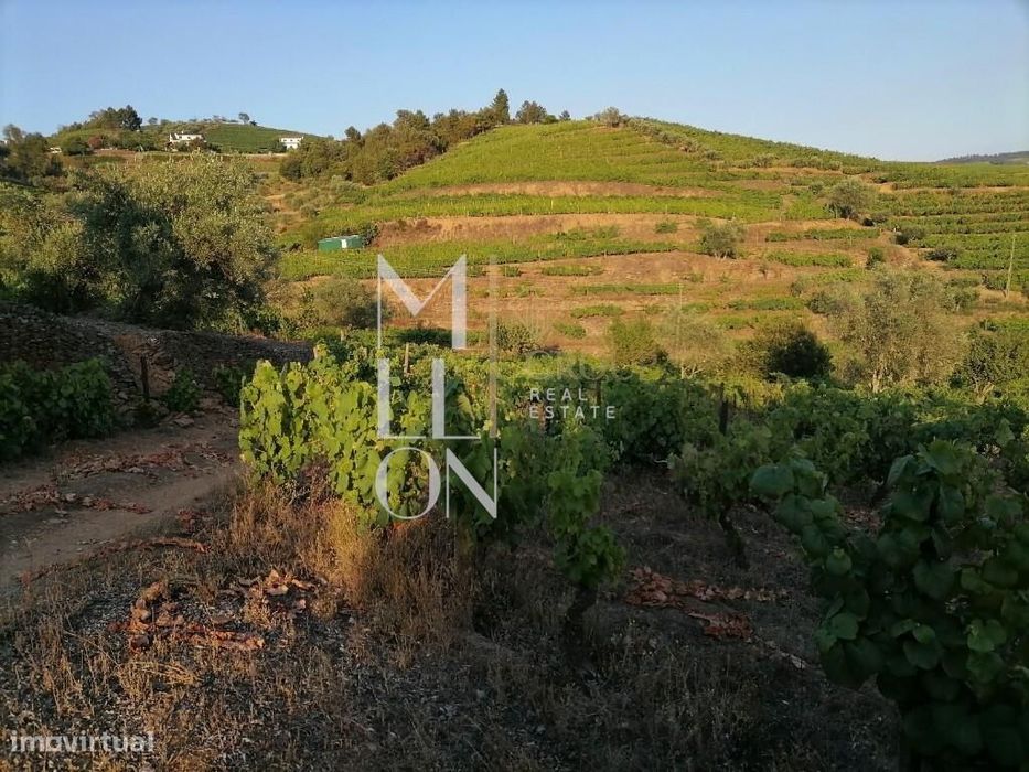 Encantadora Quinta com cerca de 3 Hectares de Tradição e Beleza Natura