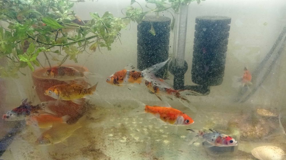 Peixes de Estimação ArrobaFish