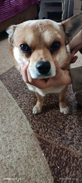 Продам щенков чихуахуа привиты документы в порядке  цена 5000 гр.