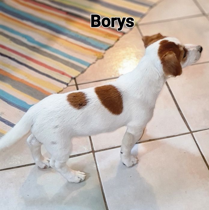 Jack Rusell Terrier gładkowłosy chłopak. Hodowla z 19 letnim stażem