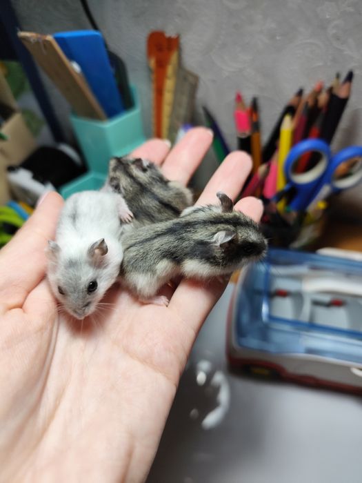 Джунгарские хомячки детки джунгарики