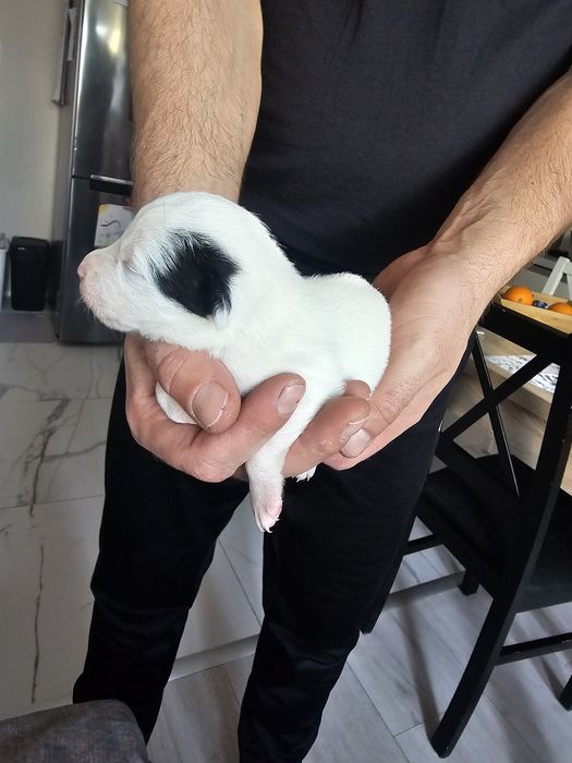 Witam oddam pieski ( rezerwacja wszystkich piesków)