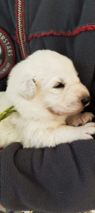 Owczarek szwajcarski