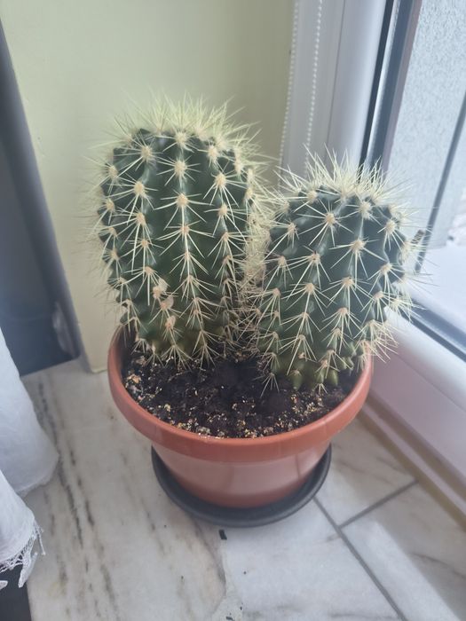 Kaktus podwójny pęd 30 cm