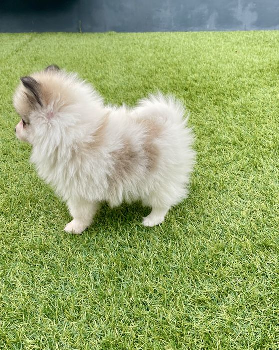 Lulu da Pomerânia Maravilhoso fêmea