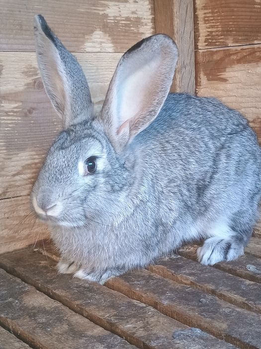 Кролики, кролчихи