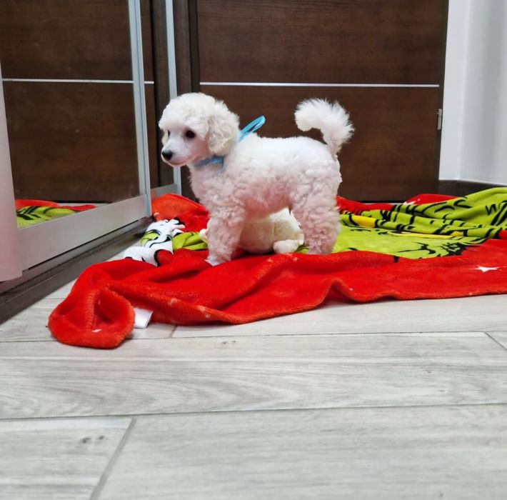 Pudel miniaturowy biały ZKwP FCI