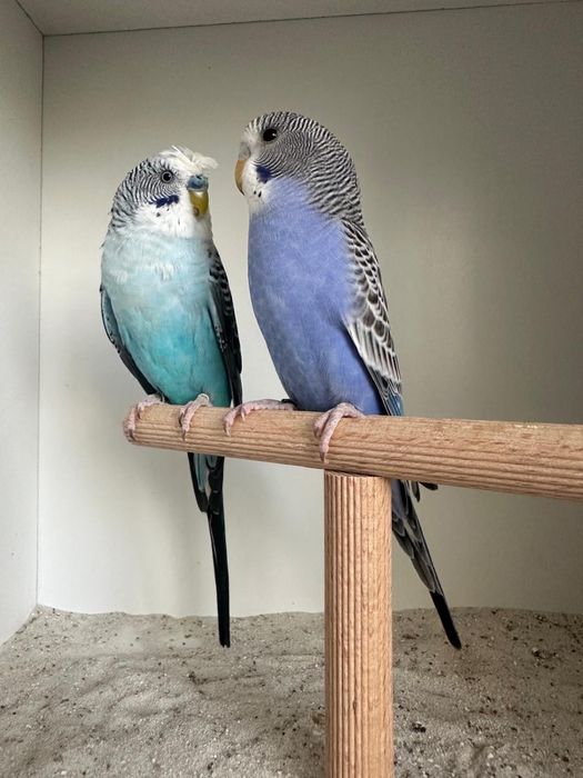 Casais de periquitos blackface