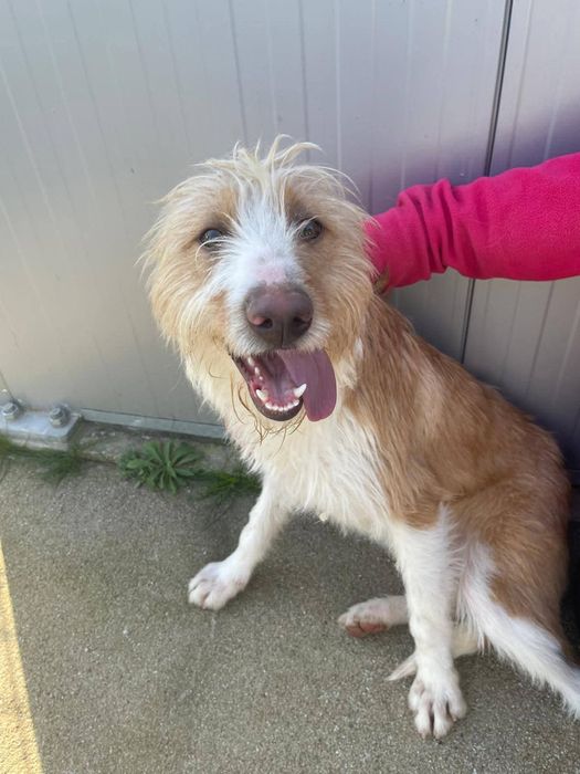 Caozinho com 1 aninho e 3 meses