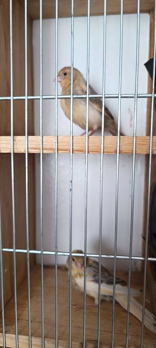 Kanarki młode samczyki