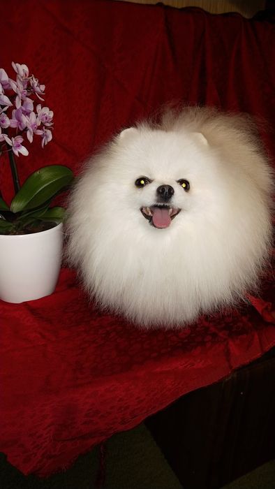 Вязка померанский шпиц