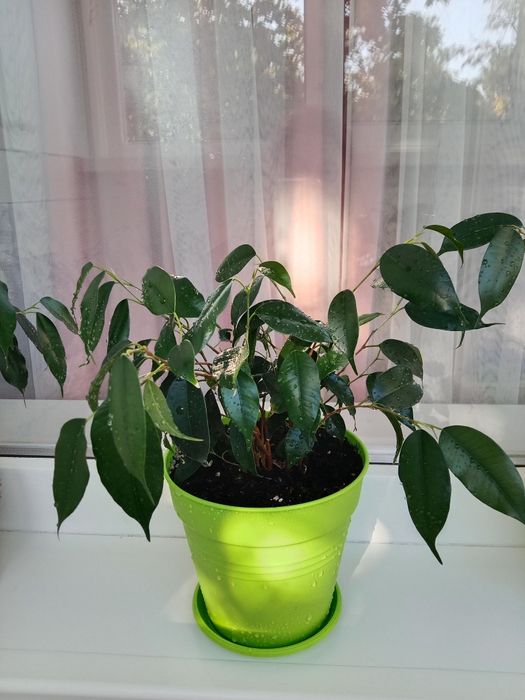 Продам комнатное растение Фикус
