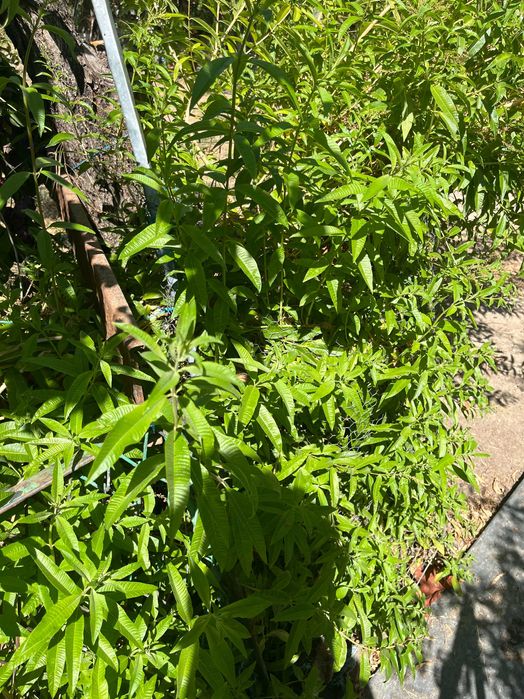 Limonete (Chá) para plantar