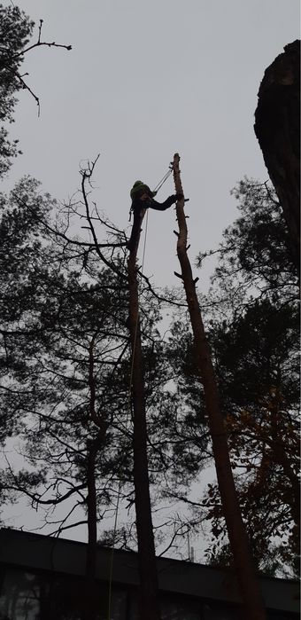 Usuwanie, wycinka drzew, Alpinistycznie, linowo, rębak, Super ceny