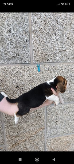 Beagle macho disponível para entrega imediata