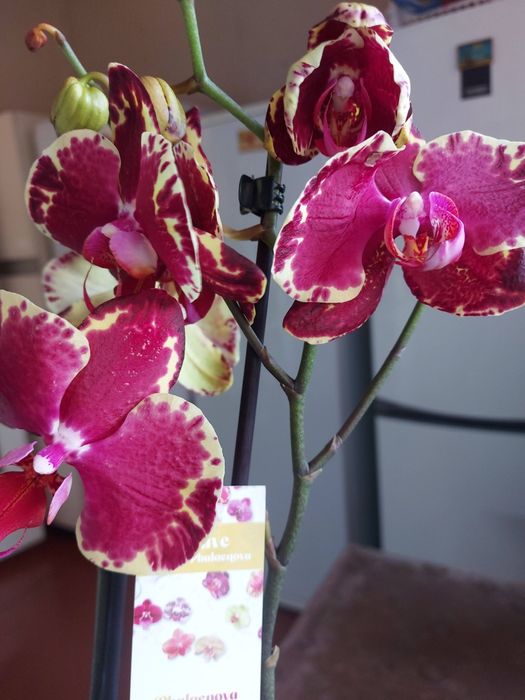 Орхидея фаленопсис сортовая