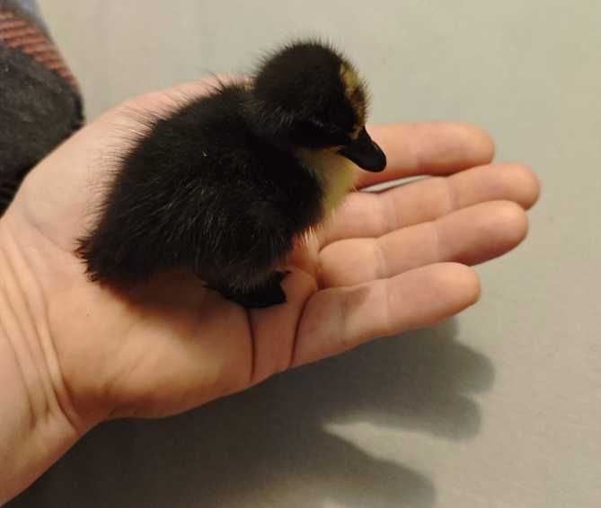 kaczki miniaturowe Call Duck