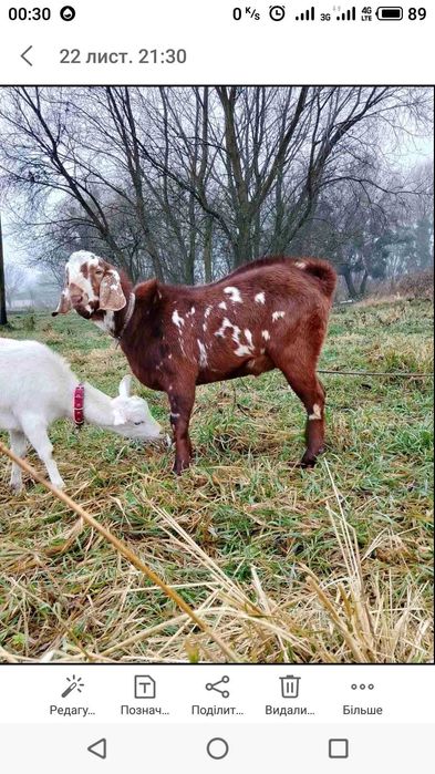 Продам козу козички цап Англо Нубійська Порода