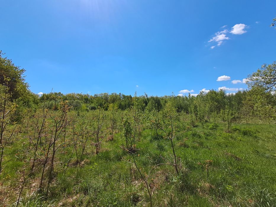 Продаж ділянок в лісі Малинівки (Містки/Пустомити)