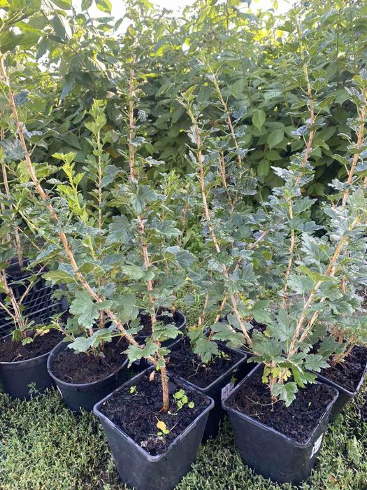 Саджанці лохини(голубики)