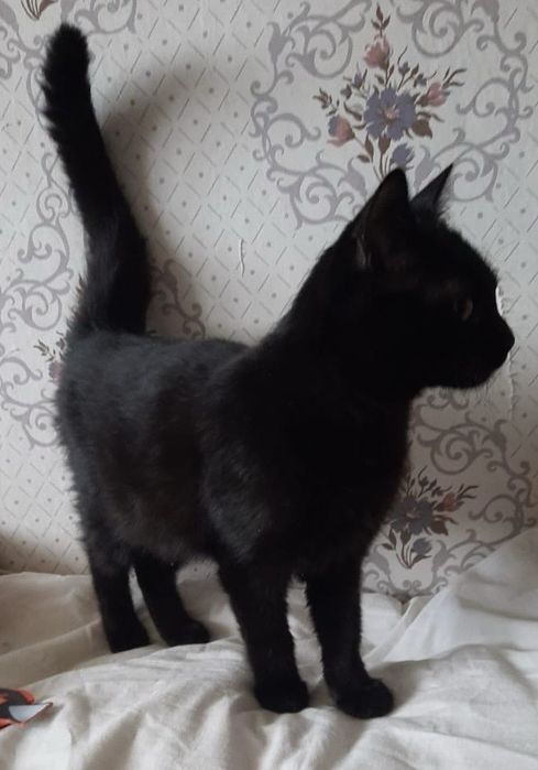 Котенята в добрі руки