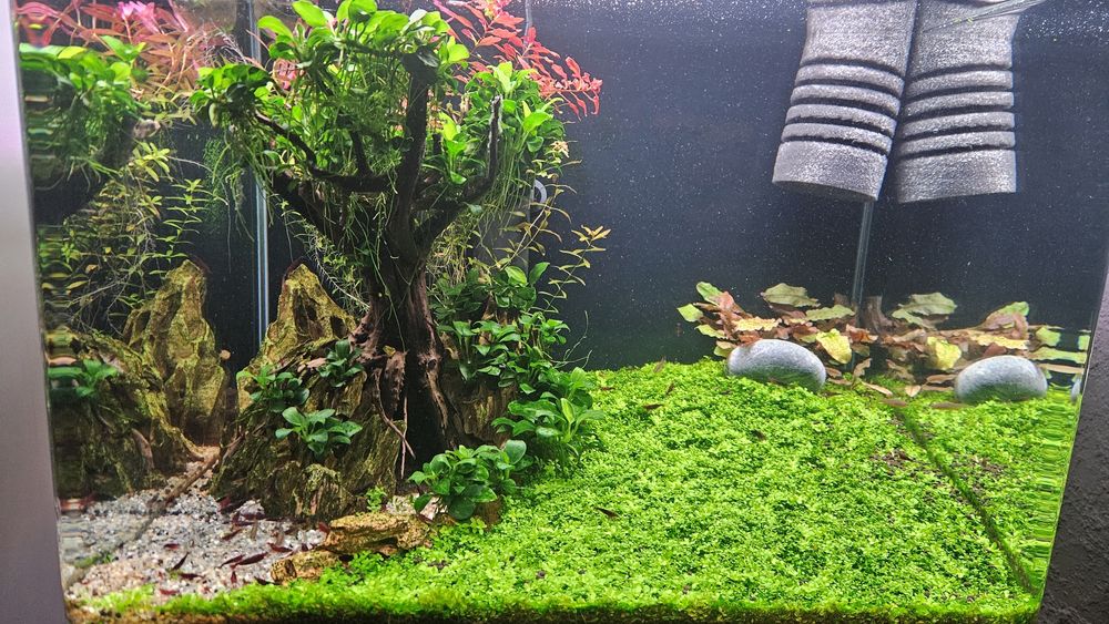 Akwarium kompletne 45l krewetkarium