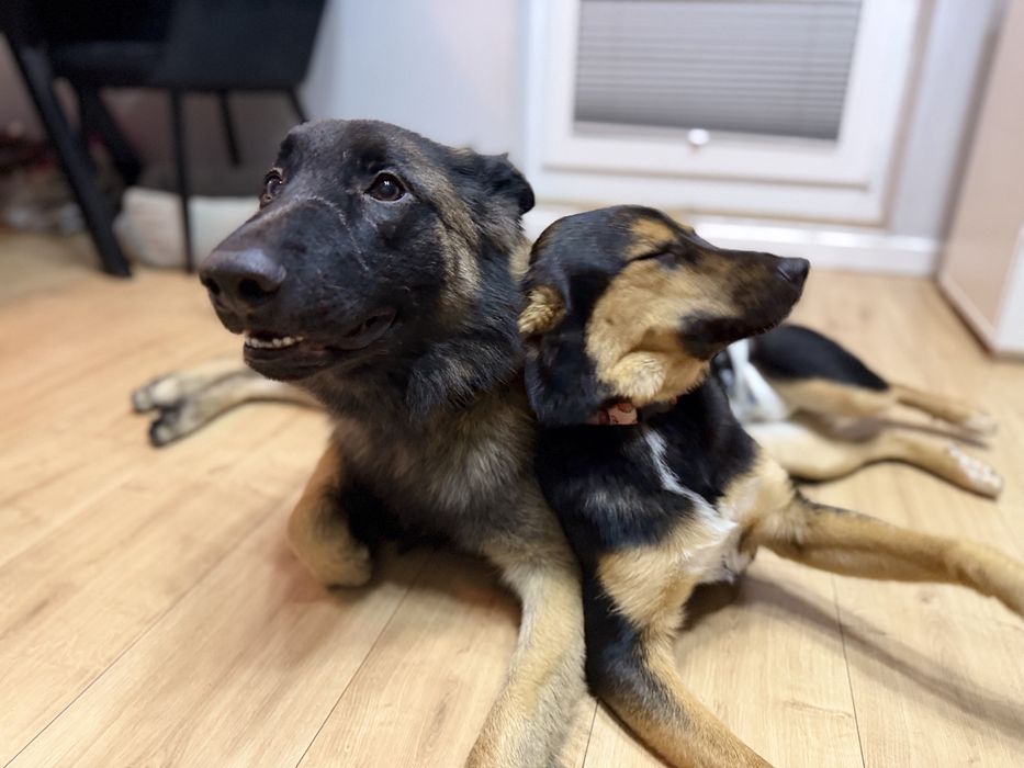 Lili 9 miesieczna suczka szuka domu