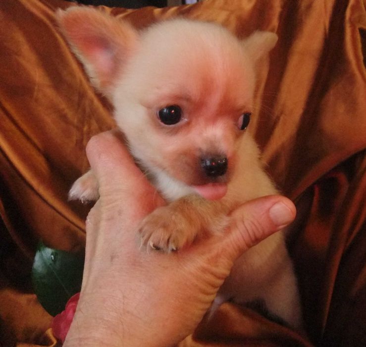 chihuahua mini  pêlo comprido