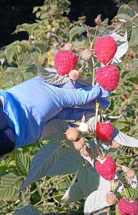 Продаж саджанців Малини