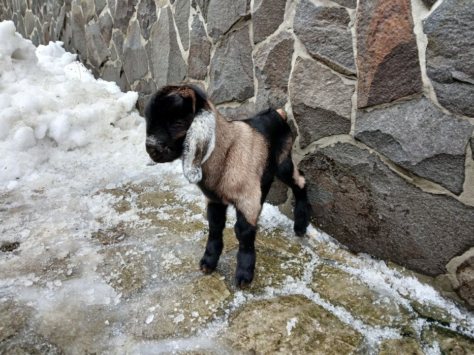 Продається цапик англо-нубійський