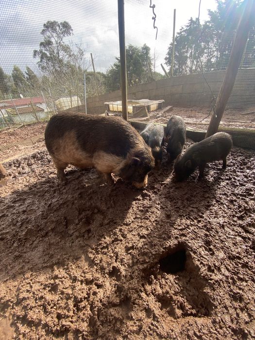 Mini pigs todos juntos ou em separado