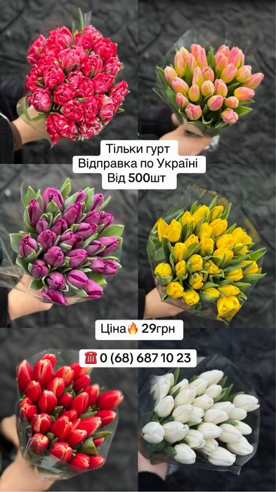 Тюльпан гурт Україна