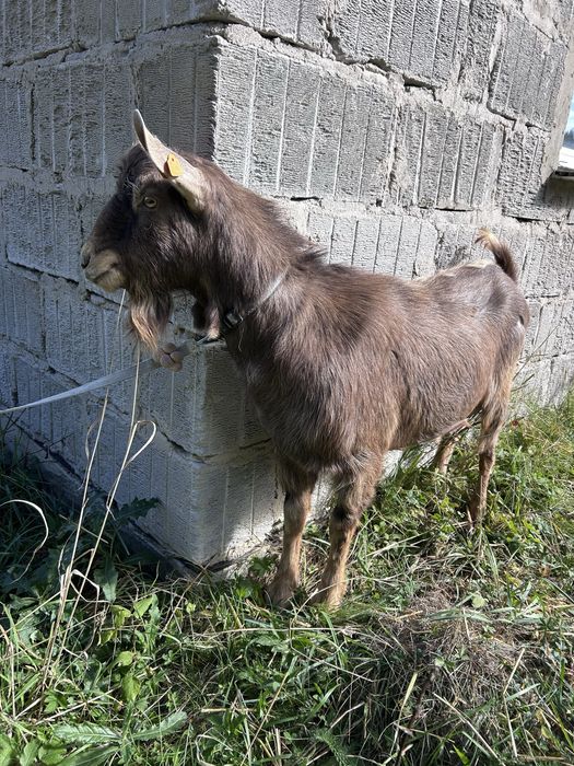 Kozioł cap TOGGENBURSKI  sprzedaż lub zamiana
